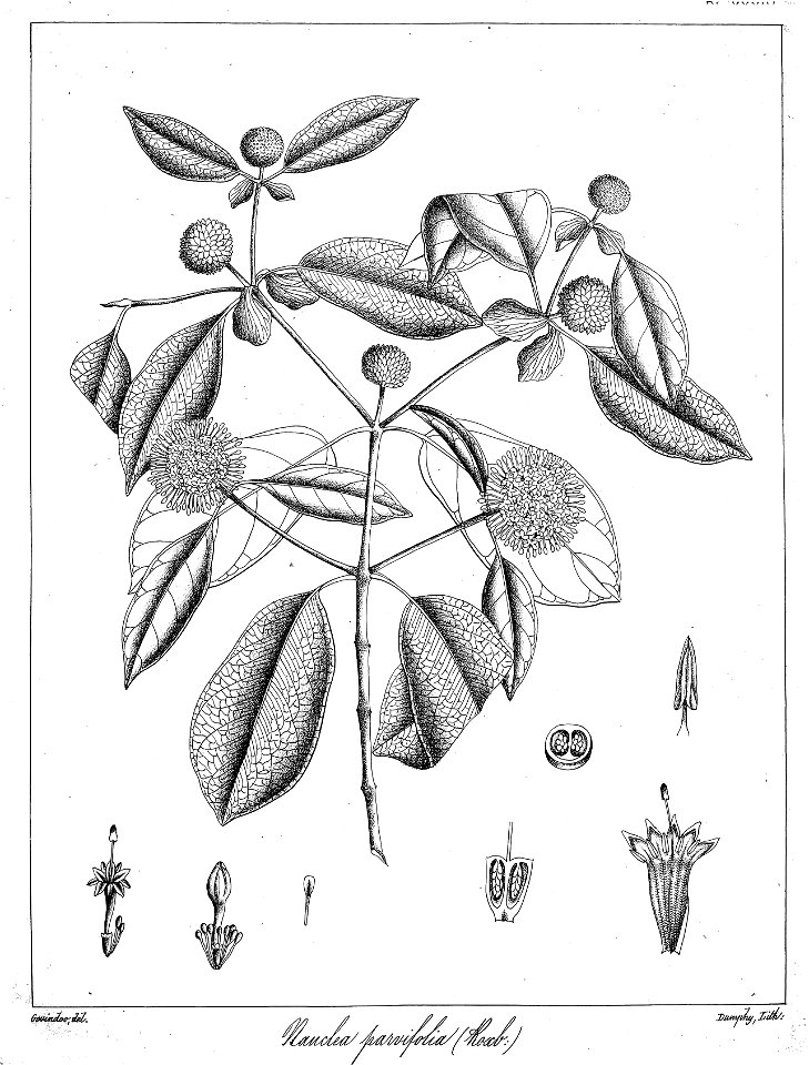 Mitragyna parvifolia Govindoo