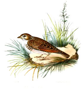 MirafraErythropteraJerdon
