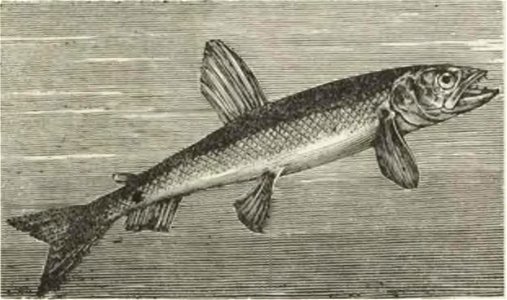 Montpetit - Poissons d'eau douce du Canada, 1897 (page 504 crop)