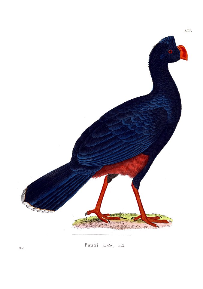 Mitu mitu 1838