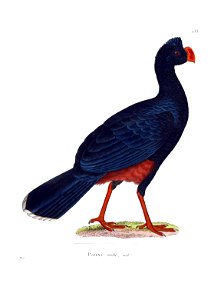 Mitu mitu 1838