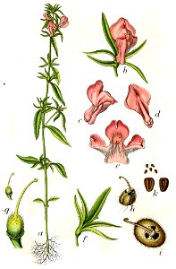Misopates orontium Sturm19
