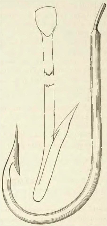 Montpetit - Poissons d'eau douce du Canada, 1897 (page 400 crop) fig 84
