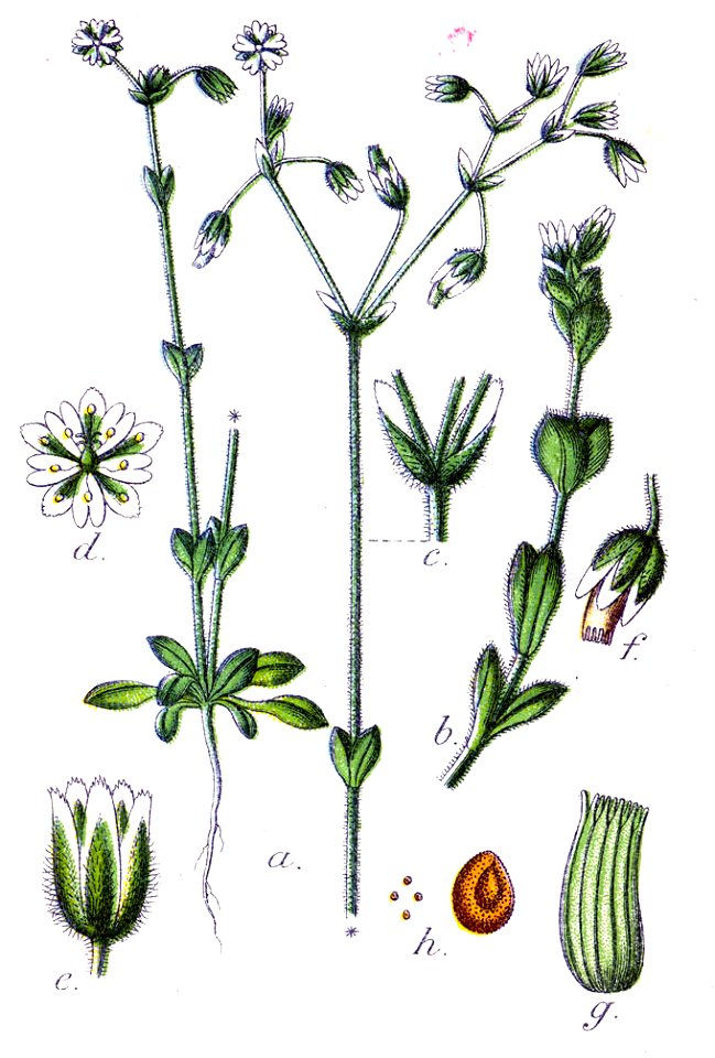 Minuartia sp Sturm11