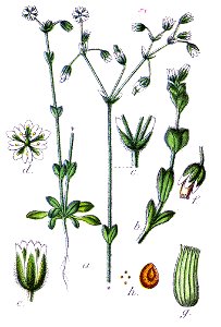 Minuartia sp Sturm11