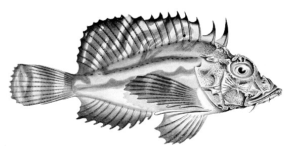 Minous versicolor