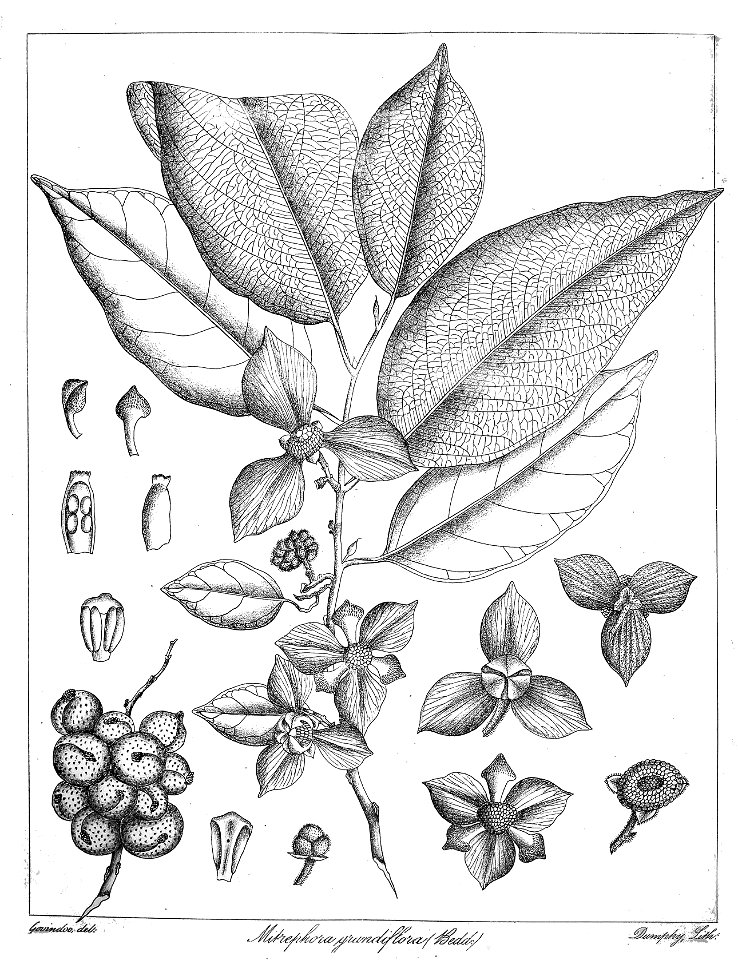 Mitrephora grandiflora Govindoo
