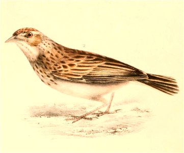 Mirafra cheniana cheniana 1838