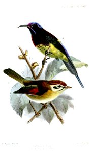 MinlaAethophygaKeulemans