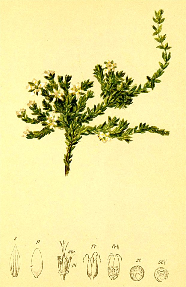 Minuartia rupestris Atlas Alpenflora