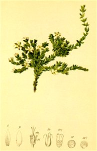 Minuartia rupestris Atlas Alpenflora