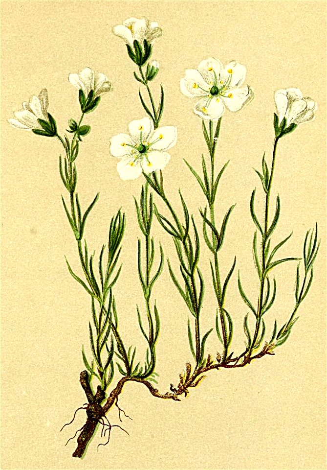 Minuartia laricifolia Atlas Alpenflora