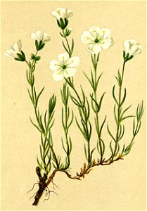 Minuartia laricifolia Atlas Alpenflora