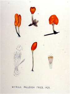 Mitrula paludosa — Flora Batava — Volume v18