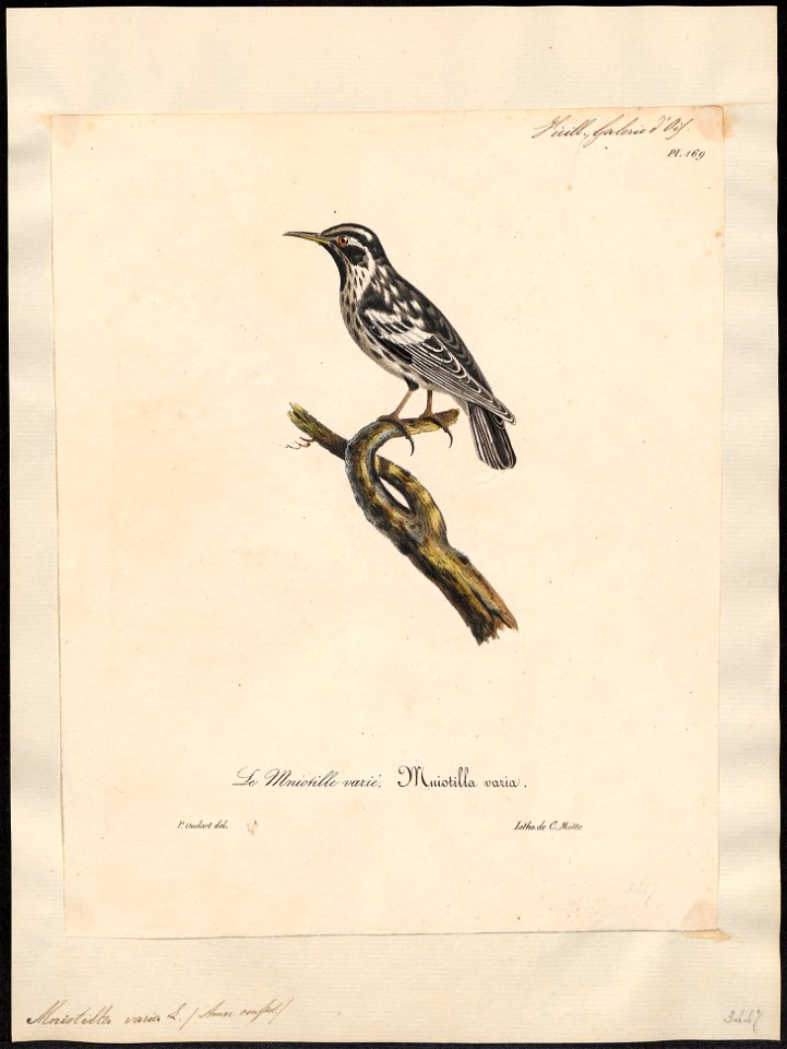 Mniotilta varia - 1825-1834 - Print - Iconographia Zoologica - Special Collections University of Amsterdam - UBA01 IZ16300003