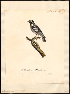 Mniotilta varia - 1825-1834 - Print - Iconographia Zoologica - Special Collections University of Amsterdam - UBA01 IZ16300003