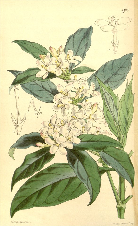 Mitriostigma axillare Bot. Mag. 83. 4987. 1857
