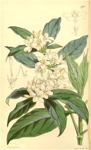 Mitriostigma axillare Bot. Mag. 83. 4987. 1857