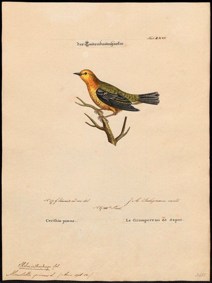 Mniotilta pinus - 1700-1880 - Print - Iconographia Zoologica - Special Collections University of Amsterdam - UBA01 IZ16300015