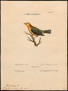 Mniotilta pinus - 1700-1880 - Print - Iconographia Zoologica - Special Collections University of Amsterdam - UBA01 IZ16300015