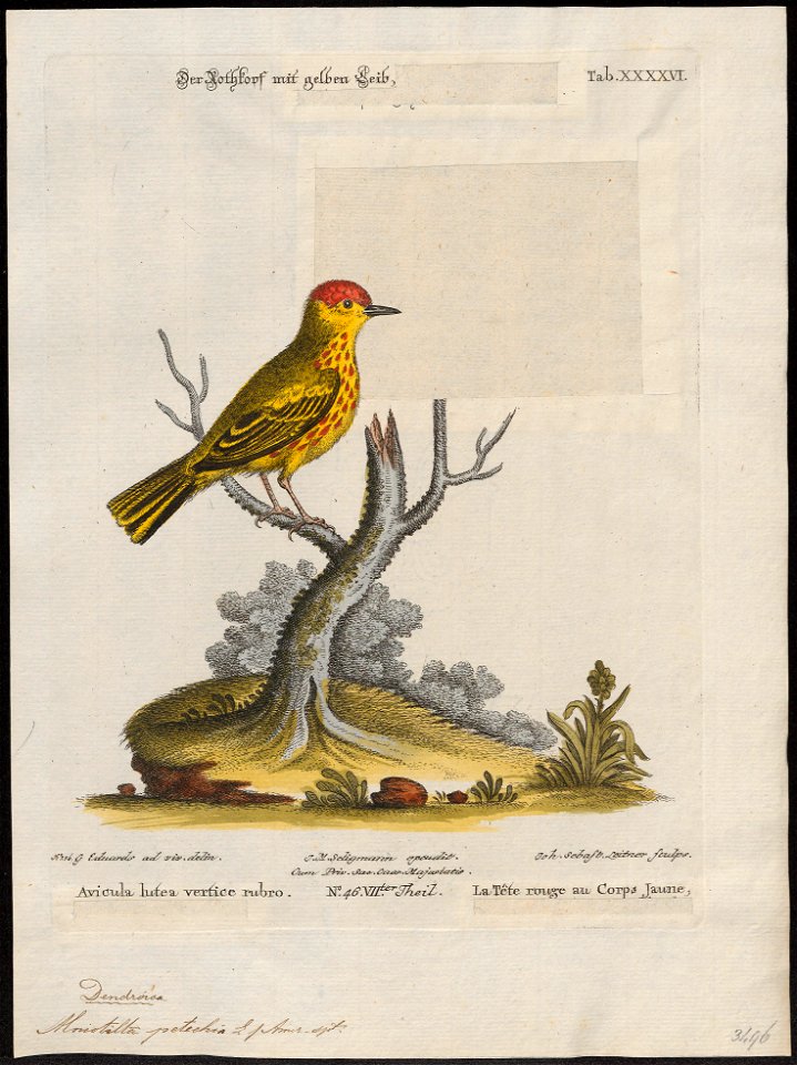 Mniotilta petechia - 1700-1880 - Print - Iconographia Zoologica - Special Collections University of Amsterdam - UBA01 IZ16300057