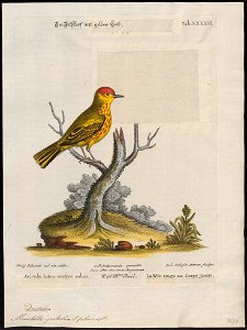 Mniotilta petechia - 1700-1880 - Print - Iconographia Zoologica - Special Collections University of Amsterdam - UBA01 IZ16300057