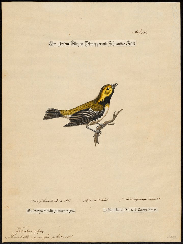 Mniotilta virens - 1700-1880 - Print - Iconographia Zoologica - Special Collections University of Amsterdam - UBA01 IZ16300051