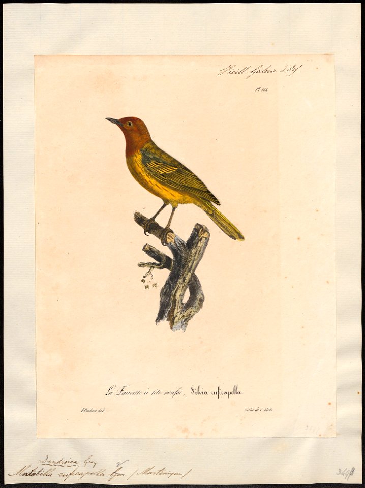 Mniotilta rufigula - 1825-1834 - Print - Iconographia Zoologica - Special Collections University of Amsterdam - UBA01 IZ16300059