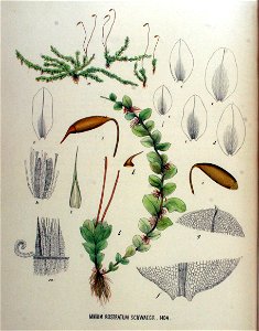 Mnium rostratum — Flora Batava — Volume v18. Free illustration for personal and commercial use.