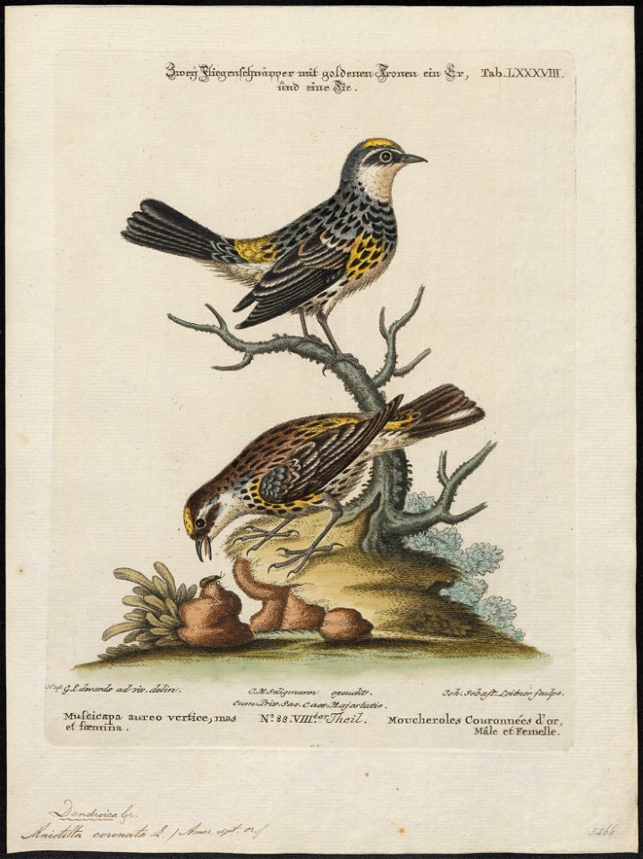 Mniotilta coronata - 1700-1880 - Print - Iconographia Zoologica - Special Collections University of Amsterdam - UBA01 IZ16300031