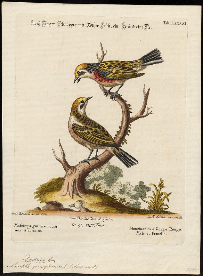 Mniotilta pennsylvanica - 1700-1880 - Print - Iconographia Zoologica - Special Collections University of Amsterdam - UBA01 IZ16300053