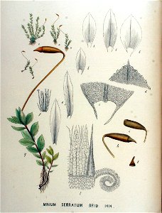 Mnium serratum — Flora Batava — Volume v18. Free illustration for personal and commercial use.