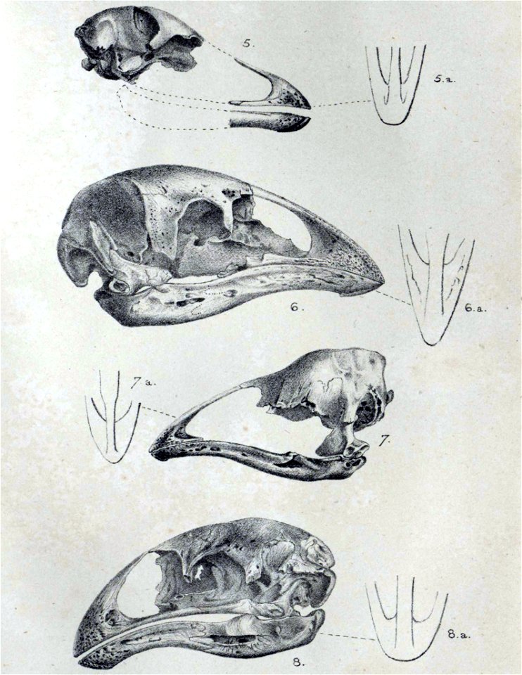 Moa skulls