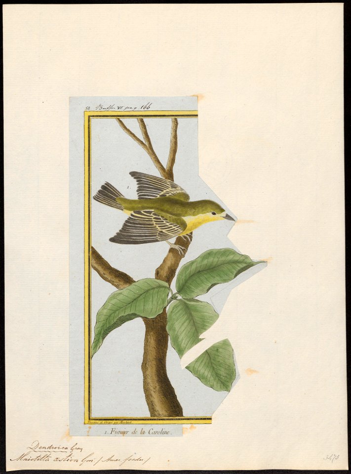 Mniotilta aestiva - 1700-1880 - Print - Iconographia Zoologica - Special Collections University of Amsterdam - UBA01 IZ16300043