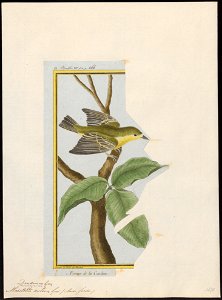 Mniotilta aestiva - 1700-1880 - Print - Iconographia Zoologica - Special Collections University of Amsterdam - UBA01 IZ16300043