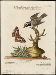 Mniotilta chrysoptera - 1700-1880 - Print - Iconographia Zoologica - Special Collections University of Amsterdam - UBA01 IZ16300023