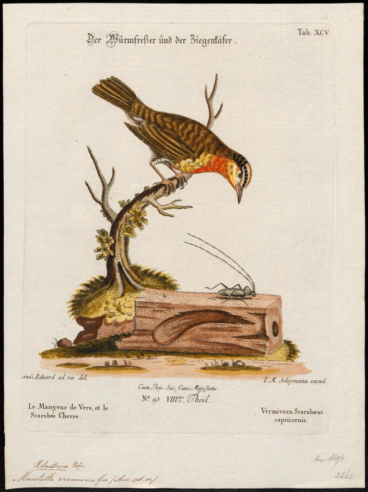 Mniotilta vermivora - 1700-1880 - Print - Iconographia Zoologica - Special Collections University of Amsterdam - UBA01 IZ16300025