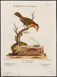 Mniotilta vermivora - 1700-1880 - Print - Iconographia Zoologica - Special Collections University of Amsterdam - UBA01 IZ16300025