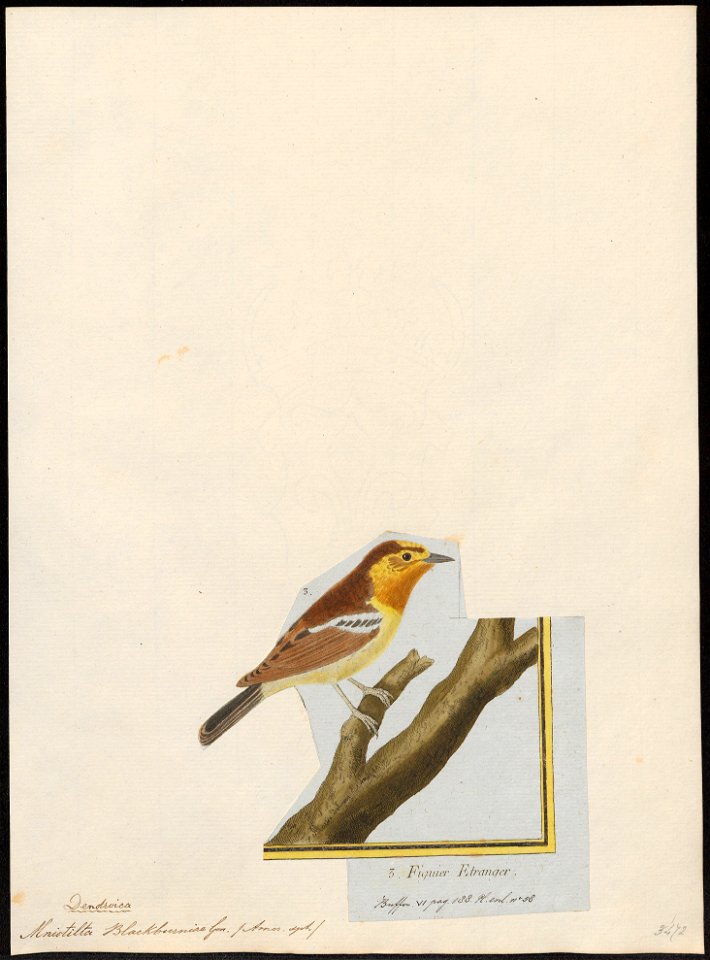 Mniotilta blackburniae - 1700-1880 - Print - Iconographia Zoologica - Special Collections University of Amsterdam - UBA01 IZ16300037
