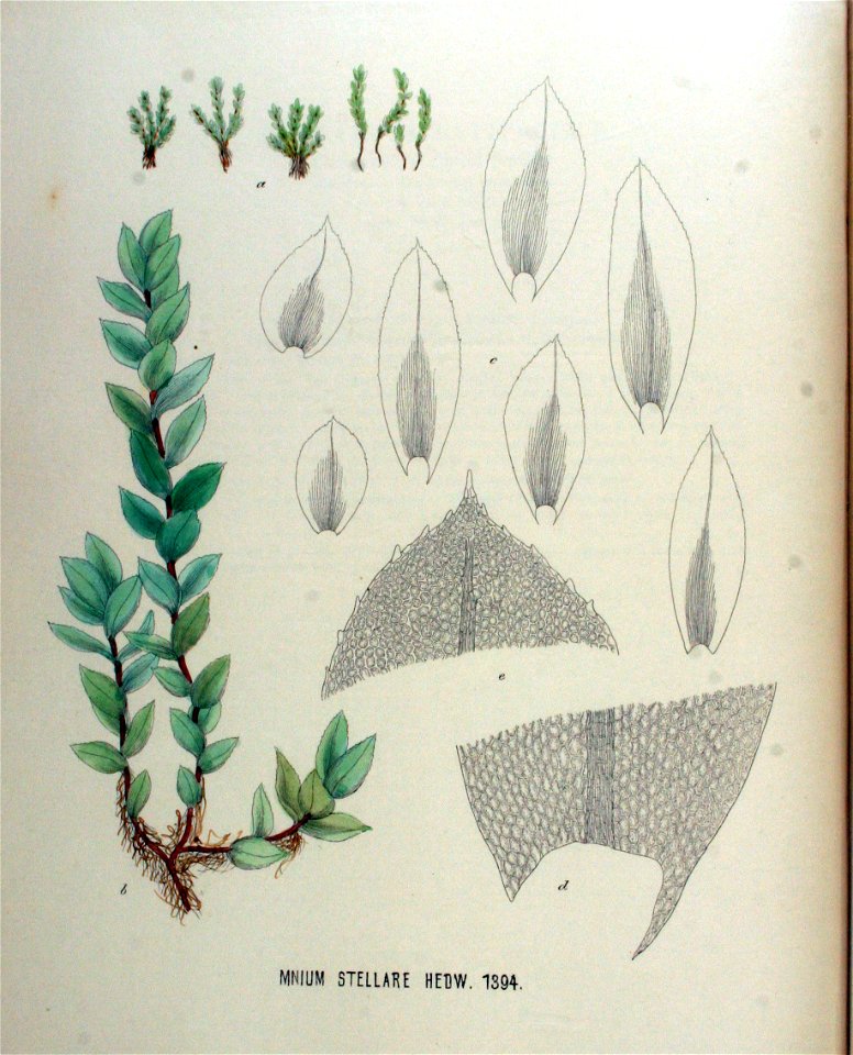 Mnium stellare — Flora Batava — Volume v18