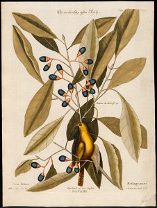 Mniotilta pinus - - Print - Iconographia Zoologica - Special Collections University of Amsterdam - UBA01 IZ16300017