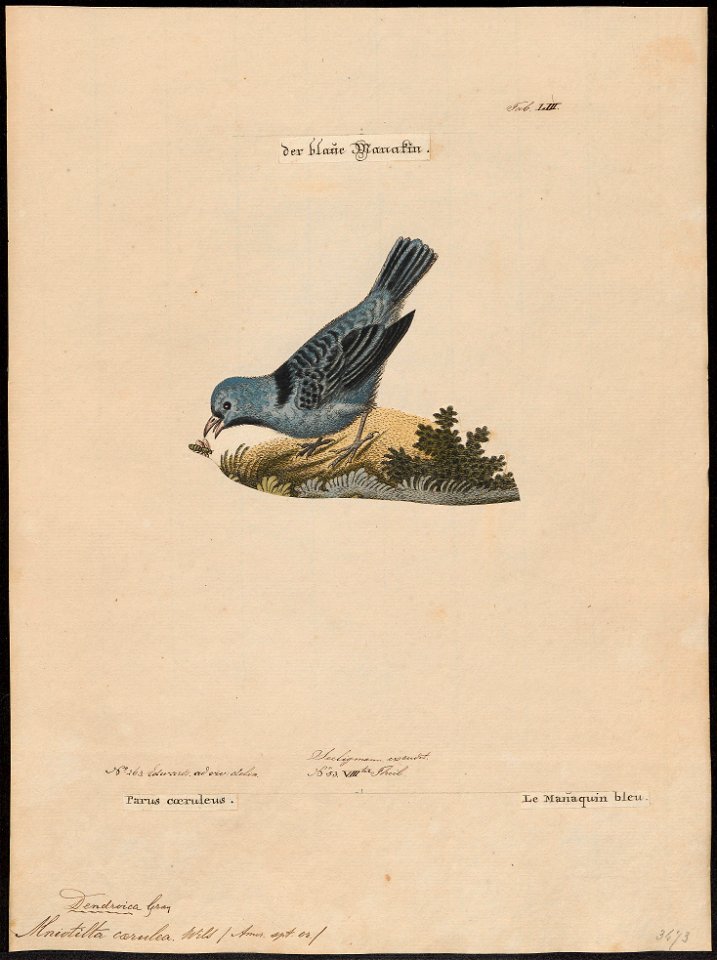 Mniotilta caerulea - 1700-1880 - Print - Iconographia Zoologica - Special Collections University of Amsterdam - UBA01 IZ16300039