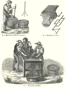 Modes d'égrappage au 19e siècle