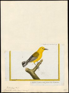 Mniotilta citrea - 1700-1880 - Print - Iconographia Zoologica - Special Collections University of Amsterdam - UBA01 IZ16300013