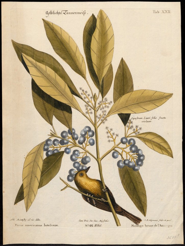 Mniotilta pinus - 1700-1880 - Print - Iconographia Zoologica - Special Collections University of Amsterdam - UBA01 IZ16300019