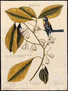 Mniotilta americana - 1700-1880 - Print - Iconographia Zoologica - Special Collections University of Amsterdam - UBA01 IZ16300009