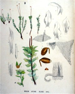 Mnium affine — Flora Batava — Volume v19