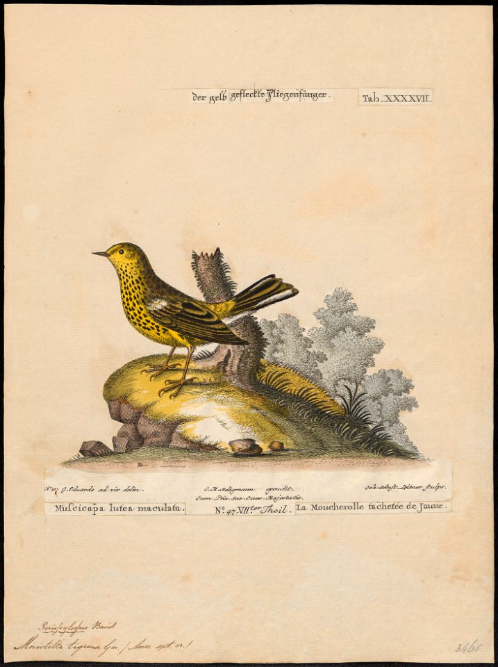 Mniotilta tigrina - 1700-1880 - Print - Iconographia Zoologica - Special Collections University of Amsterdam - UBA01 IZ16300027