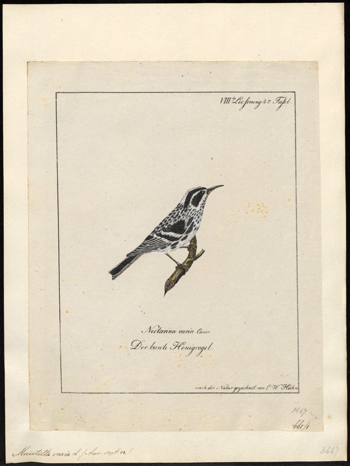 Mniotilta varia - 1700-1880 - Print - Iconographia Zoologica - Special Collections University of Amsterdam - UBA01 IZ16300005