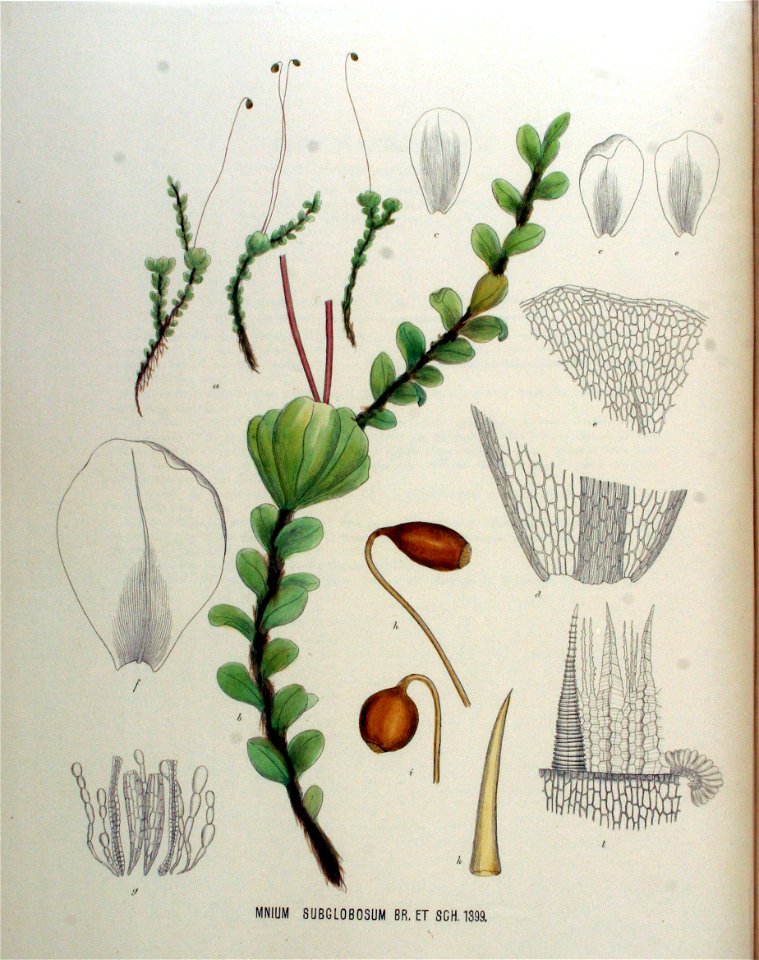 Mnium subglobosum — Flora Batava — Volume v18